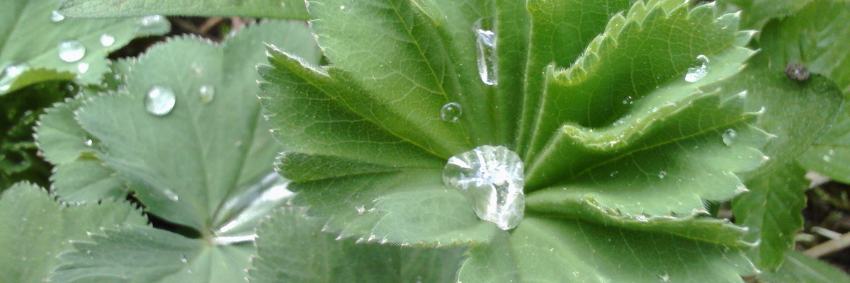 Frauenmantel mit Wasserperle