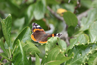 Schmetterling